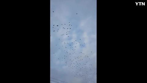 상공에독수리때출연