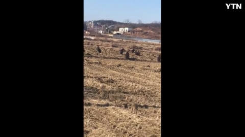 보기드문 독수리떼-파주시