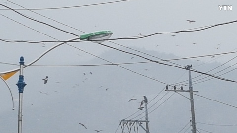 속리산 까마귀떼의 군무?