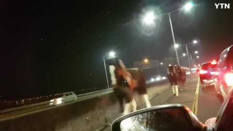 자유로 고속도로에 말들이
