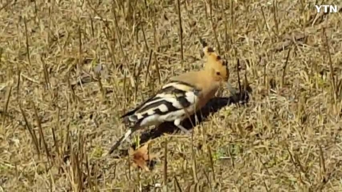 이제 희귀조로 되었네요