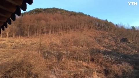 정부나무심기 사업으로 인한 벌목과 예산낭비