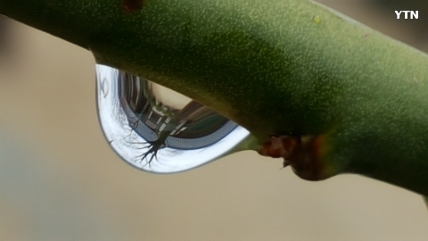 봄비가 만들어준 물방울