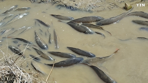 김포시 하성면 양택저수지에 물고기 떼죽음