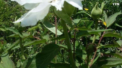 봄의 천사 백 작약꽃.