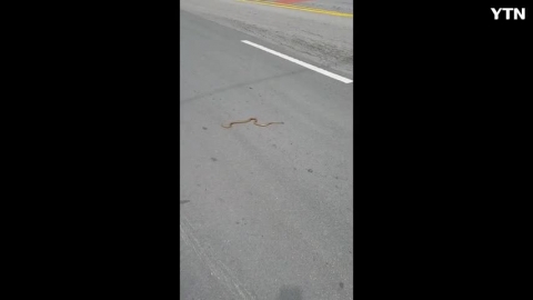 감악산 출렁다리 앞 도로 뱀 출현