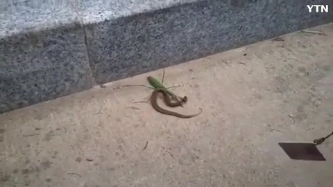 사마귀 VS 뱀