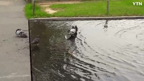 목욕하는 서울 비둘기