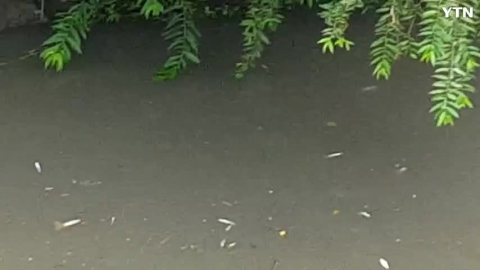 청계천 물고기 폐사