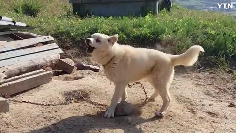 돌 굴리며 즐기는 개