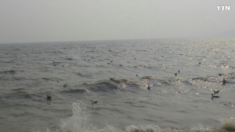 서천의 갈매기 서퍼들...