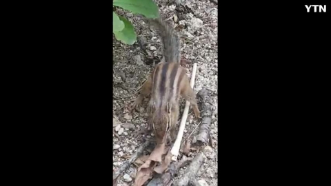 다람쥐의 월동준비