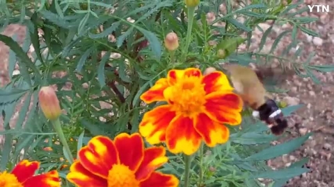 벌인가 곤충인가?