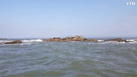 북상하기 전의 백령도 점박이물범