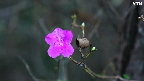11월 진달래꽃