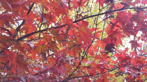 가을의 미소 단풍