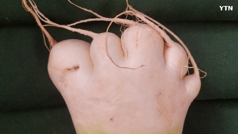 너무나 인간적인 무