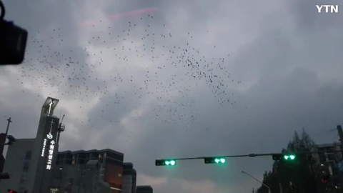수원 까마귀떼