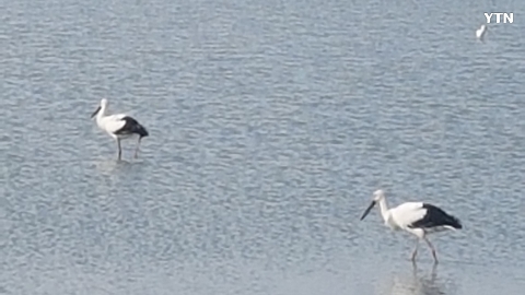 황새 3마리 우리 고향을 찾다