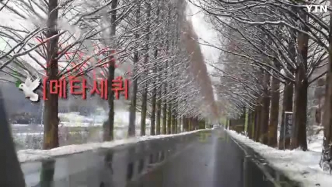 담양 메타세쿼이아 가로수길 설경
