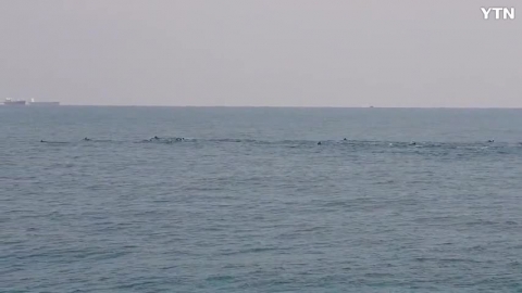 부산 나무섬 동쪽 돌고래떼