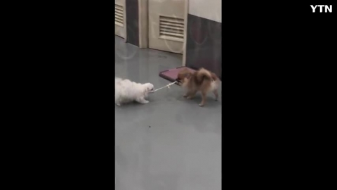 강아지 줄다리기