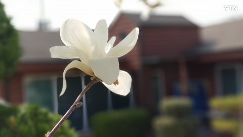 목련의 아름다운 자태