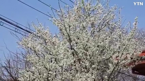 아름다운 자두꽃과  벌