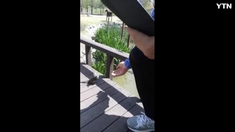 야생 조류 직빠꾸리