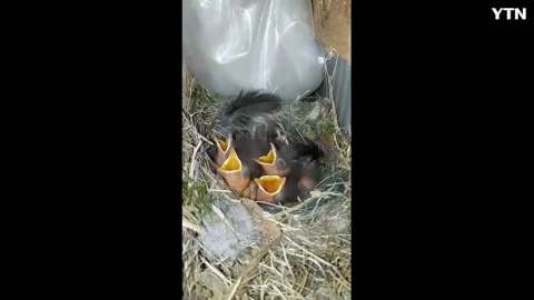 아기딱새들의 착각