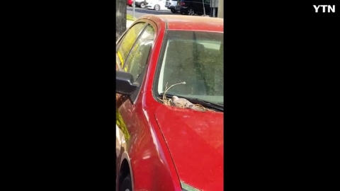 남의 차 위에서 둥지를 짓고 알을 품는 비둘기