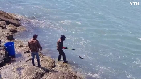 보리숭어 틀채잡이