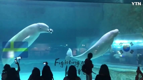 월드컵을 맞이한 벨루가의 공놀이 영상 보내드려요~