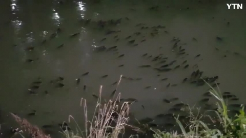부산 온천천 물고기 폐사