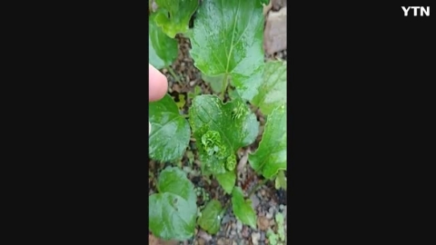 곤드레잎에 자라는  식물