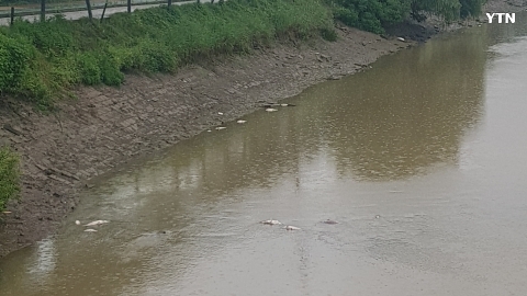 김포 고촌 옆 개천에 물고기 죽음