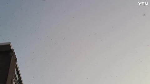 제주시 상공에 제비떼 수십만 마리