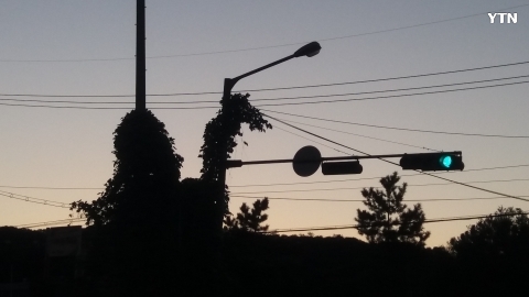 교통신호안전을 보여주는 넝쿨지킴이