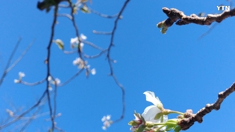 이상기온으로 핀 벗꽃