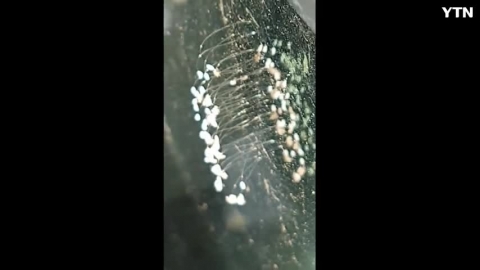 종종 우담바라라는 오해를 사기도 하는 풀잠자리의 알