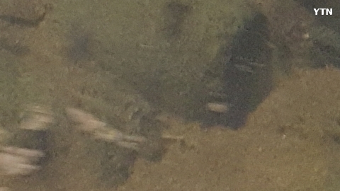 중랑천에 게가 살아요