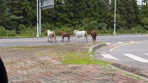 제주도 말 탈출