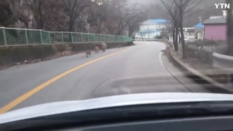 시골길 에 멧돼지 출현.