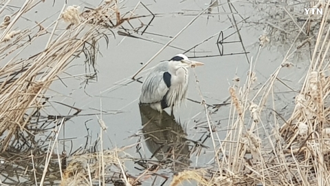 태화강  해오라기