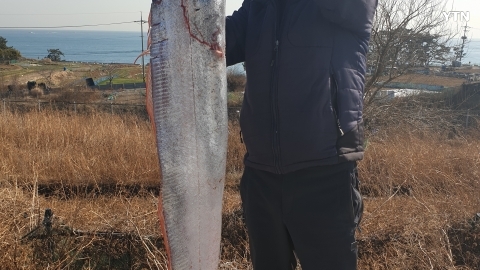 포항 구룡포 심해어 산갈치 출현