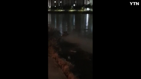 춘천 공지천 수달 발견