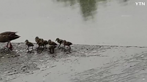 도심에 철새 오리 아기 오리가 탄생