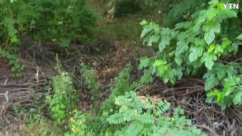 길 잃은 새끼고라니 어미 찾아주기AVI