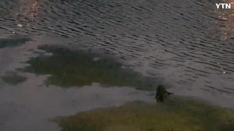 청주도심 명암지에서 수달발견