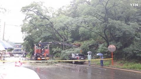 대구 수성구 황금1동 무학산인근 나무넘어져 차량파손   태풍다나스 피해